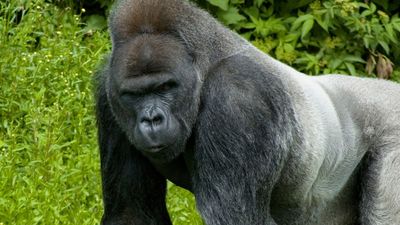 The same genetic mutations behind gorillas' small penises may hinder fertility in men