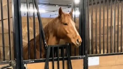 "She will literally headbang to the music. She's on beat almost every time": There is a horse in Canada who really loves heavy metal