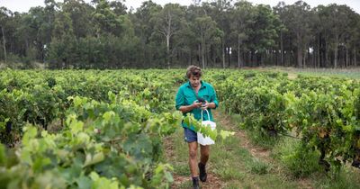 Graveyard: the evolution of a Hunter wine country classic