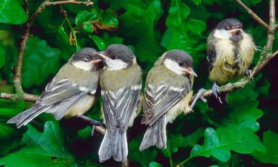 Country diary: Gripped by the fledging of baby great tits