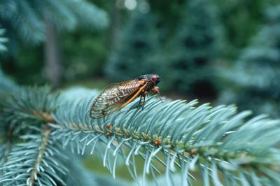 How To Get Rid of Cicadas From Your Yard — 5 Things Experts Suggest You Should Do