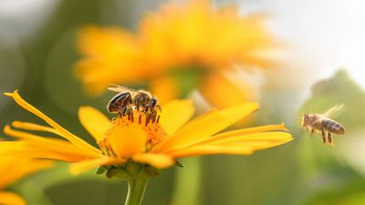 7 No Mow May alternatives to attract pollinators to your yard