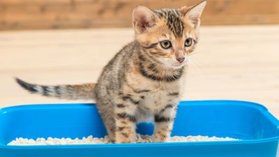 Why is my cat playing in their litter box? We dug deep with a vet to find out!