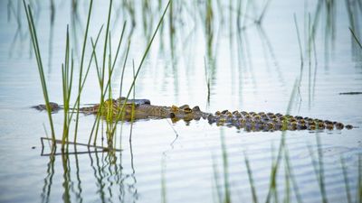 Croc hunting on the cards in big game tourism plan