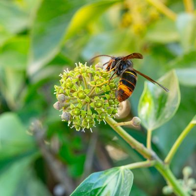 Are Asian hornets aggressive? Experts reveal how to identify the invasive species and report sightings