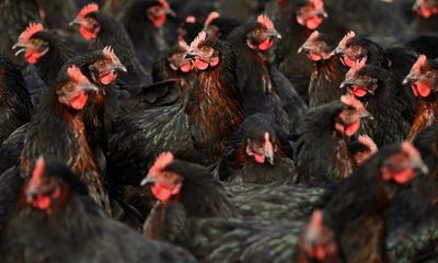 First human H5N1 case reported in Australia as another highly pathogenic strain of bird flu detected on Victorian farm