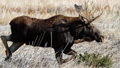 Hikers mob moose for selfies at Yellowstone National Park – it doesn't go well