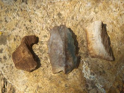Madhya Pradesh: Prehistoric artefacts on fossil wood discovered in Ghugwa