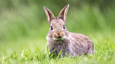 How to protect a lawn from rabbits eating grass, digging holes, and causing damage