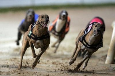 Scottish Government ‘not persuaded’ of need to ban greyhound racing, says minister