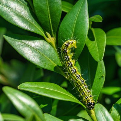 Box tree caterpillars are quietly destroying Britain’s gardens, but this is how you can get rid of them for good