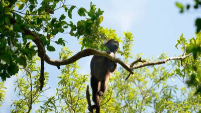 Howler monkeys fall out of trees in Mexico amid blistering heatwave