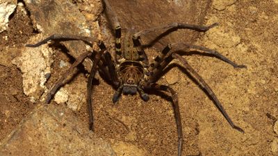 Giant huntsman spider: The world's largest spider by leg span