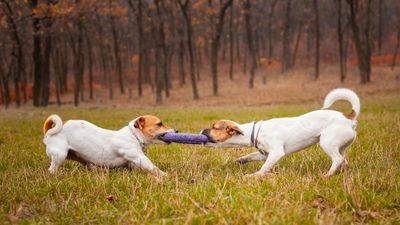 How to stop a dog stealing toys