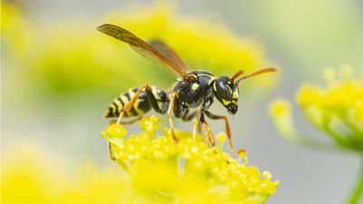 Best wasp repellent plants – 10 plants to naturally deter these insects from your yard