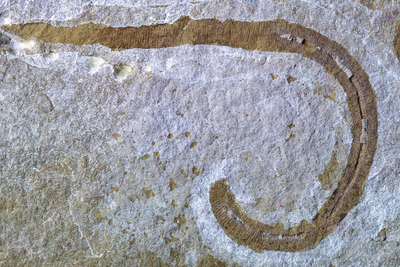 Prehistoric worm found in Herefordshire ‘shoved its throat out to catch prey’