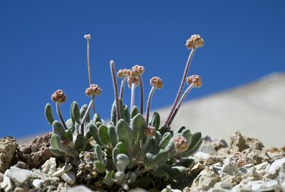 Flower Or Power? Campaigners Fear Lithium Mine Could Kill Rare Plant