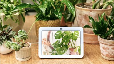 Alexa's new Plant Whisperer skill can help your household greenery thrive