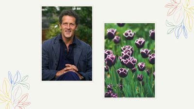 Should you deadhead tulips? Gardening authority Monty Don has the answers