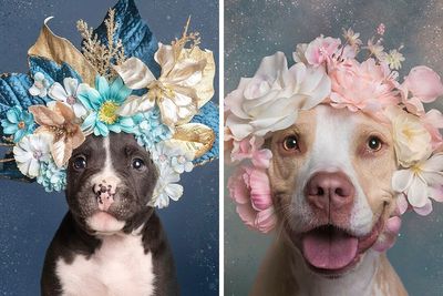 “Pit Bull Flower Power”: 39 Photos Encouraging Adoption Of Misunderstood Breed By This Artist