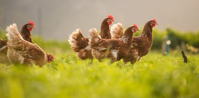 Bird flu is hitting Australian poultry farms, and the first human case has been reported in Victoria. Here’s what we know