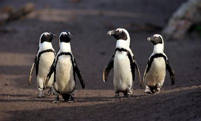 Penguins in peril: why two bird charities are taking South Africa’s environment minister to court