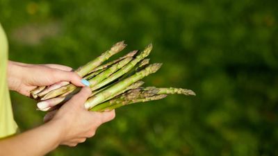 Can you grow asparagus in pots? Yes, and here are 4 factors essential to success