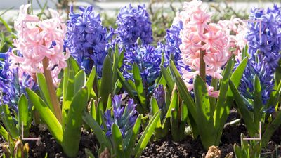 What to do with Hyacinths after flowering to make the most of these fragrant favourites
