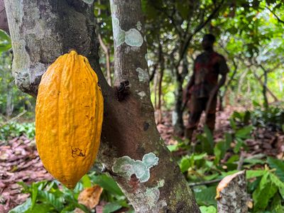 Ivorian cocoa farmers ‘barely survive’ while chocolate company profits soar