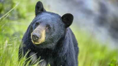 Coloradan "swiped at from behind" by bear while enjoying morning walk