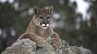 Trail runner's dog snatched by mountain lion