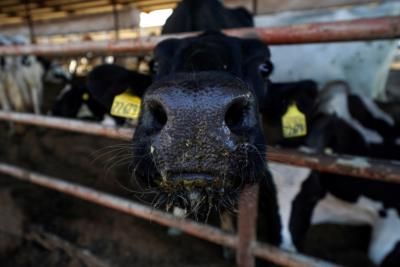 Second Bird Flu Case Confirmed In Michigan Dairy Worker