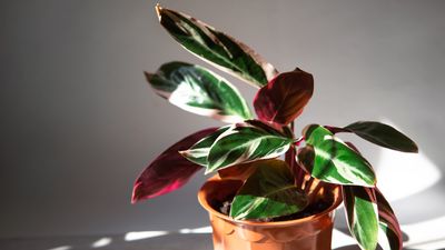 How to care for a triostar stromanthe – 3 expert tips to keep this beautifully colorful houseplant happy