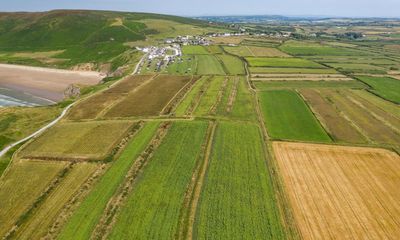 Nature’s ghosts: how reviving medieval farming offers wildlife an unexpected haven