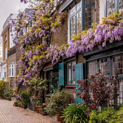 Shears down! Experts explain why you shouldn't be pruning your wisteria just yet