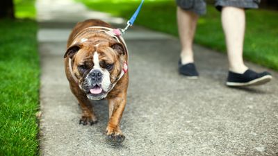 Want your dog to love wearing their harness? You may just get them there with this trainer's simple tip