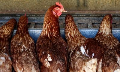 Bird flu detected at second Victorian farm as separate outbreak found in Western Australia