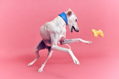 Rescue dogs and cats model Ikea's latest pet collection