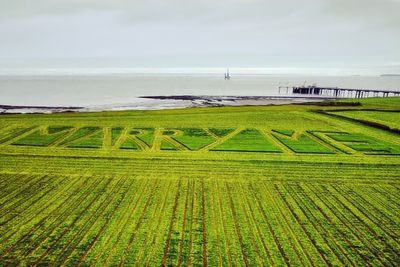 Girlfriend Can’t Hold Her Tears Back After Farmer Carves “Marry Me” Into His Field At Golden Hour