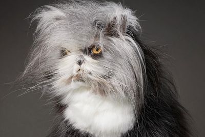 Fluffiest Of Them All: This Werewolf Cat Is Winning Hearts Worldwide