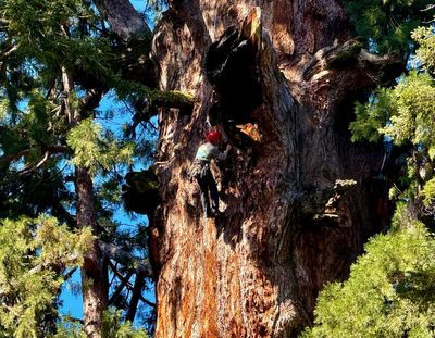 General Sherman passes health check but world's largest trees face growing climate threats