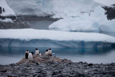 Urgent meeting held at desolate Antarctica airbase amid fears over Russian control