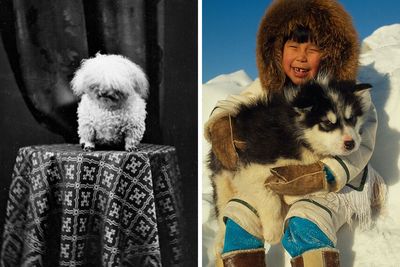 50 Cute Dogs That Got Forever Encapsulated In History