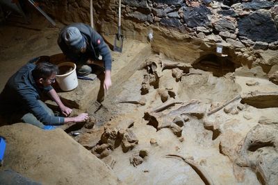 Austrian man stumbles upon ‘sensational’ mammoth fossils while renovating wine cellar