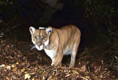 Wild mountain lion is newest star spotted in Hollywood Hills
