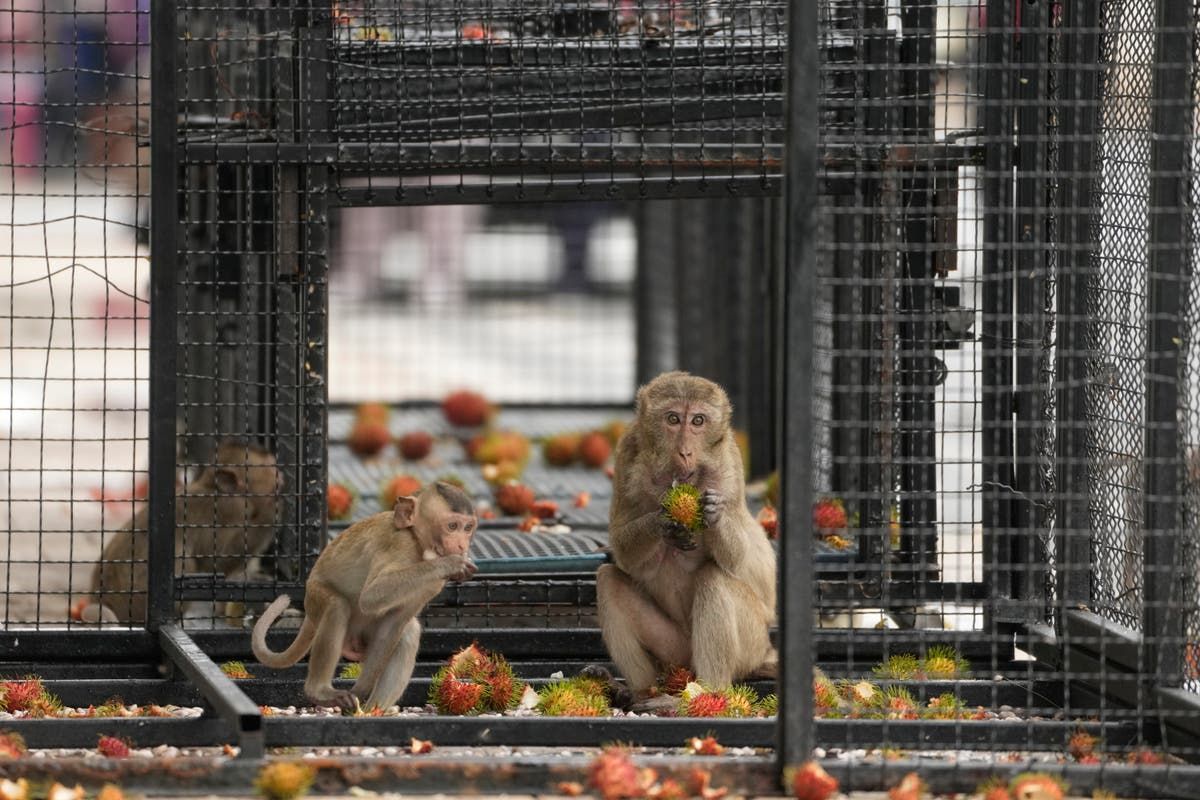 Thai town maddened by marauding monkeys launches plan…