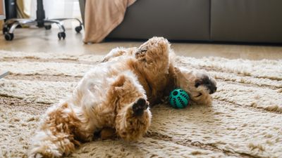 Why do dogs roll on their toys?