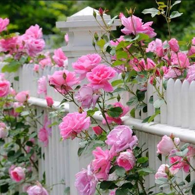 Harkness Roses discount codes for May 2024