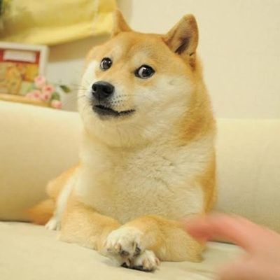 The Shiba Inu that became meme famous as the face of dogecoin has died. Kabosu was 18