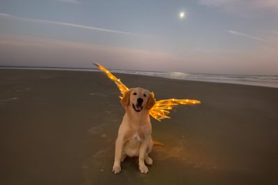 She’s Narcissistic And She’s Happy About It: This Doggo Doesn’t Go Anywhere Without Her Outfit